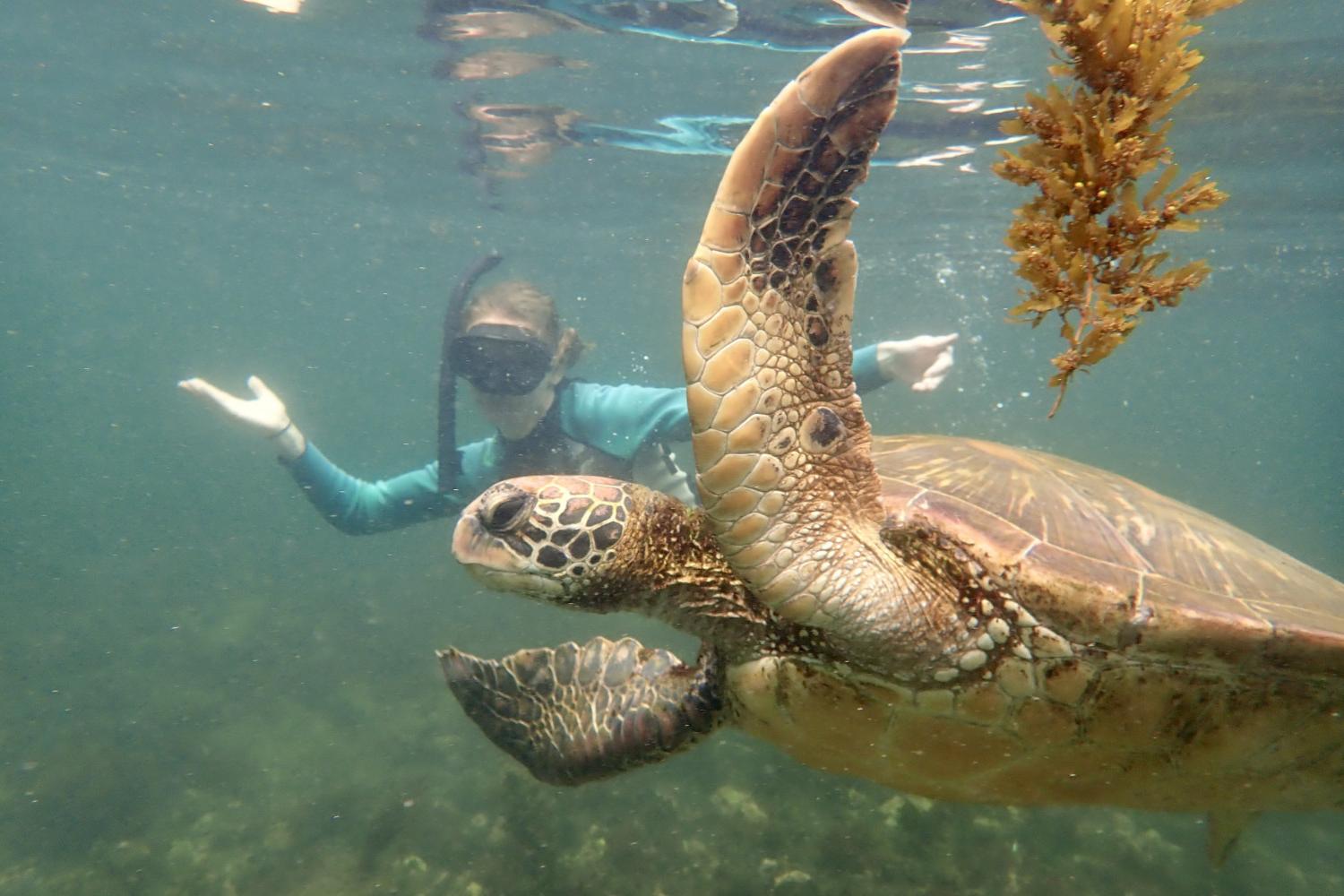 一名<a href='http://ma4.ngskmc-eis.net/'>博彩网址大全</a>学生在Galápagos群岛游学途中与一只巨龟游泳.